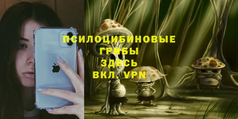 Псилоцибиновые грибы Cubensis  MEGA ссылка  Новое Девяткино  как найти закладки 